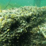 Quagga Muschel Bodensee