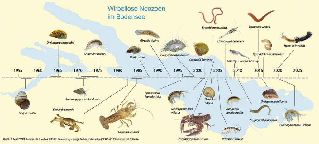 Neozoen IGKB-Bericht zu Wirbellosen Neozoen - Seespiegel